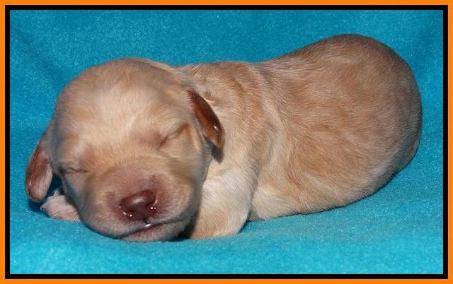 Shelby Armani pups 1 wk old 271