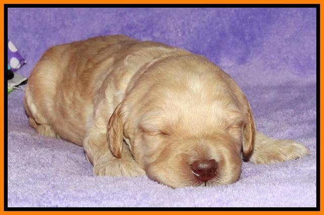 Shelby Armani pups 2 wks old 151