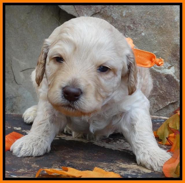 Shelby Armani pups 3 wks old 181