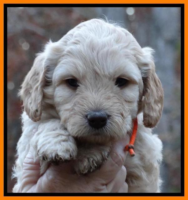 Shelby Armani pups 5 wks old 81