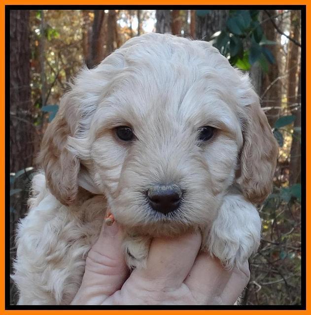 Shelby Armani pups 5 wks old 91