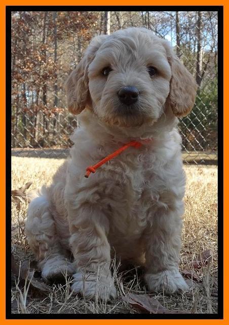 Shelby Armani pups 6 weeks old 331