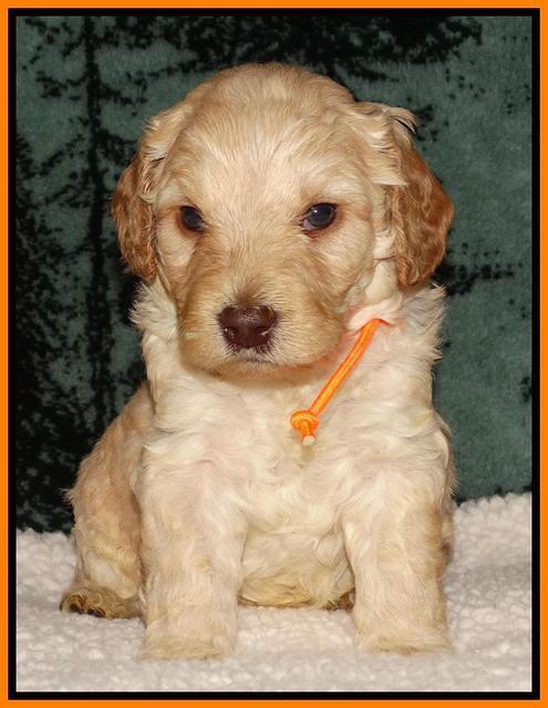 Shelby's pups 4 wks old 221