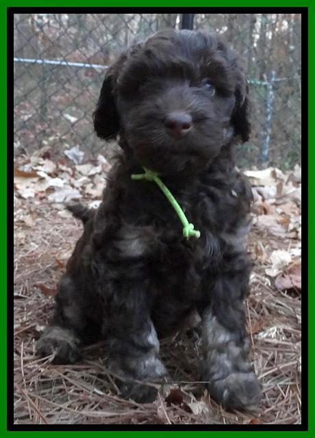 Shelby Armani pups 6 weeks old 361