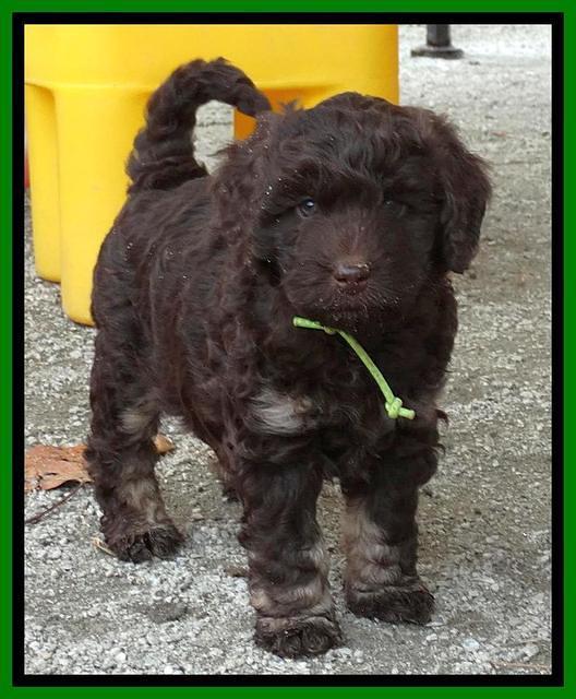 Shelby Armani pups 6 weeks old 43100