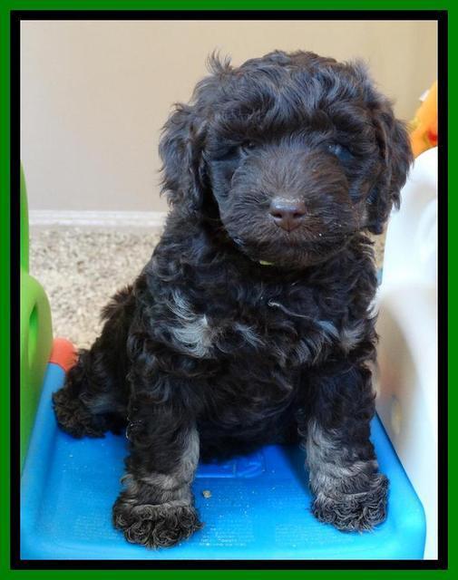 Shelby Armani pups 7 weeks old 361