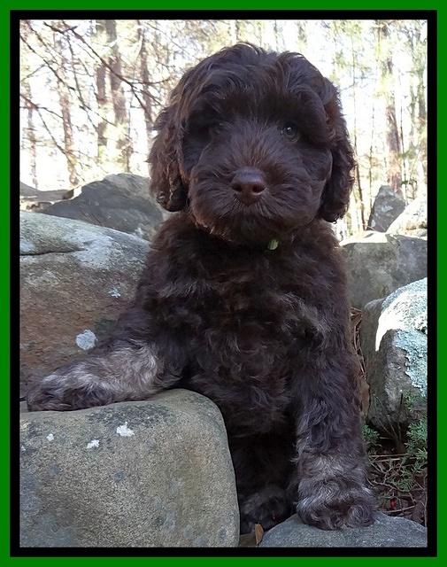 Shelby Armani pups 8 wks old 131