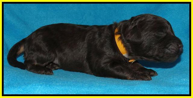 Shelby Armani pups 1 wk old 351