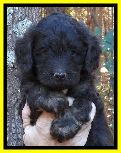 Shelby Armani pups 5 wks old 211