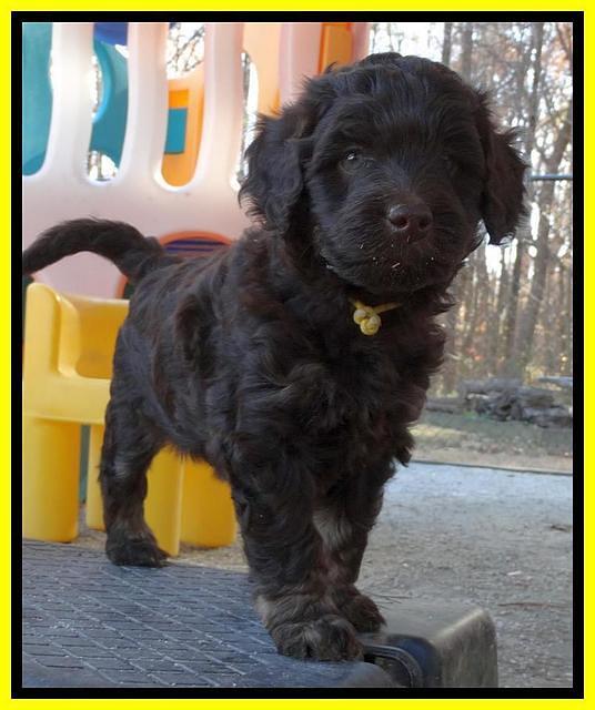 Shelby Armani pups 6 weeks old 371