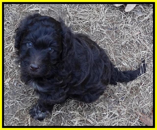 Shelby Armani pups 6 weeks old 401