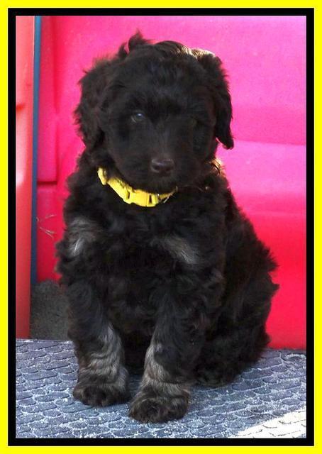 Shelby Armani pups 7 weeks old 381