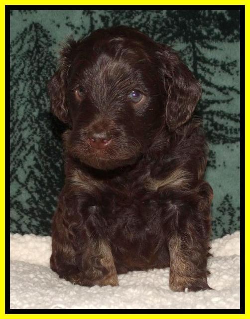 Shelby's pups 4 wks old 341