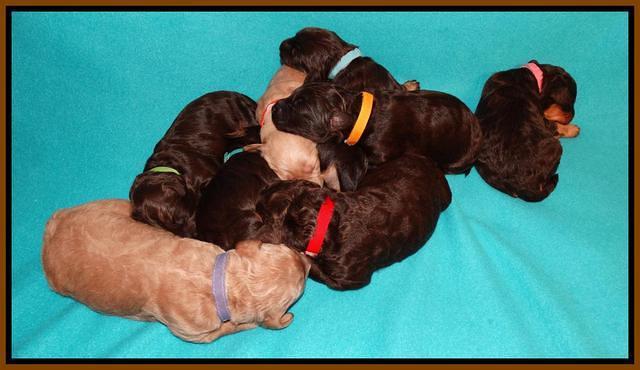 Shelby Armani pups 1 wk old 31