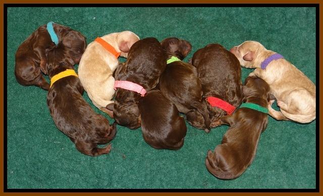 Shelby Armani pups newborn 11