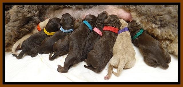 Shelby Armani pups newborn 61