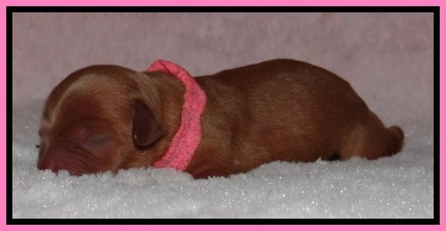 Macy Max newborn 111