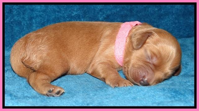 Macy Max pups 1 wk old 31