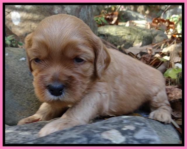 Macy Max pups 3 wks old 21