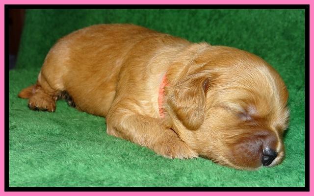 Macy Max pups 3 wks old 41