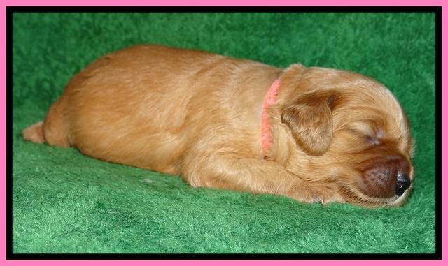 Macy Max pups 3 wks old 51