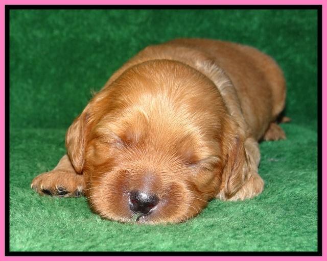 Macy Max pups 3 wks old 61