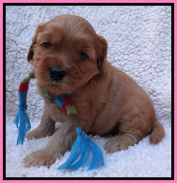 Macy Max pups 4 wks old 21