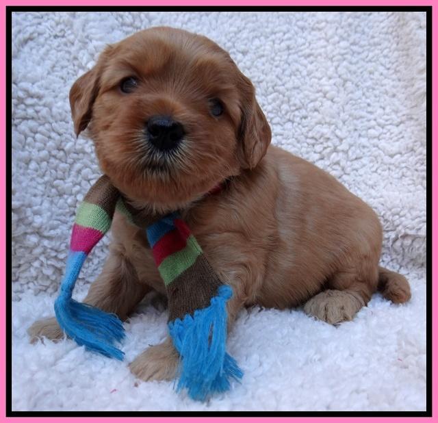 Macy Max pups 4 wks old 31