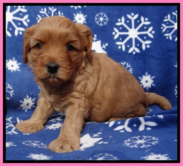 Macy Max pups 5wks old 11