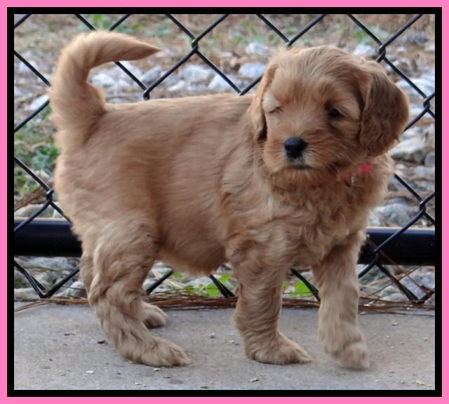 Macy Max pups 6 wks old 21