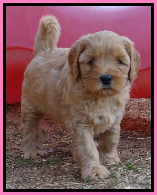 Macy Max pups 7 wks old 191