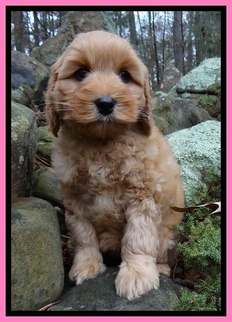Macy Max pups 8 wks old 41