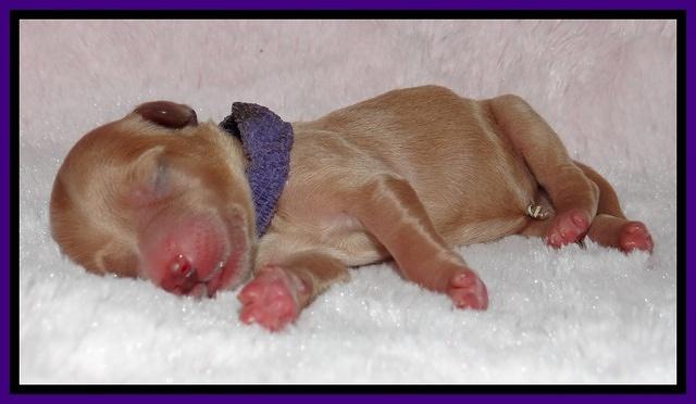 Macy Max newborn 131