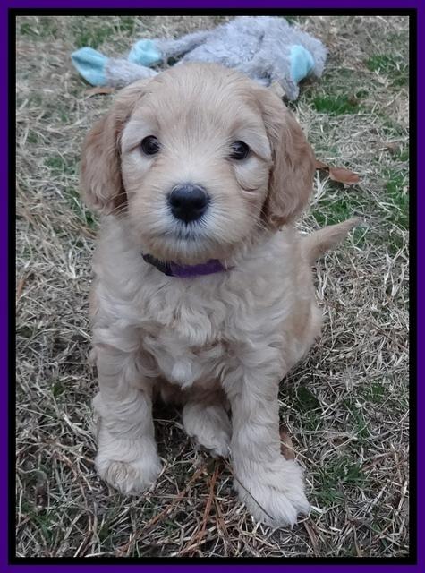 Macy Max pups 6 wks old 71