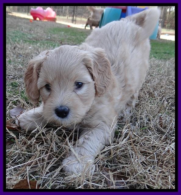 Macy Max pups 6 wks old 81