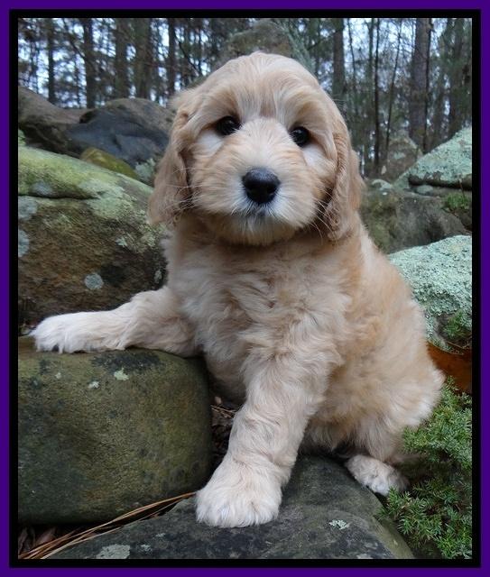 Macy Max pups 8 wks old 121