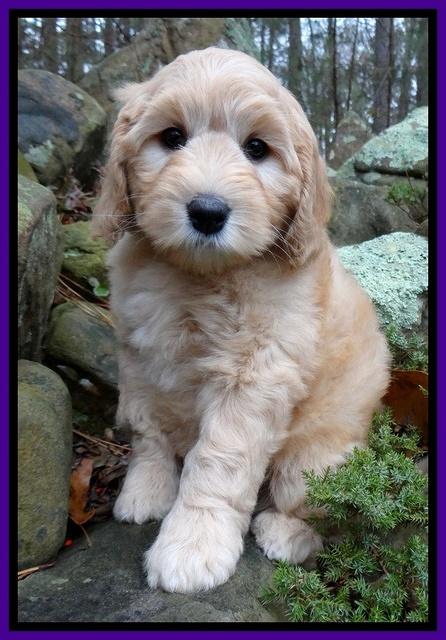 Macy Max pups 8 wks old 131