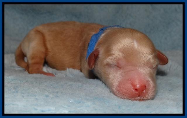 Macy Max newborn 11