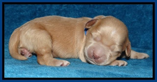 Macy Max pups 1 wk old 71