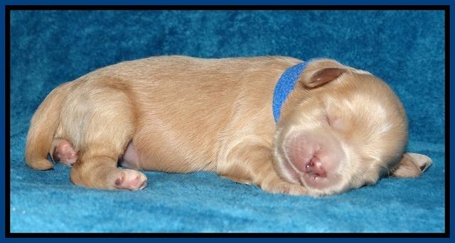 Macy Max pups 1 wk old 91
