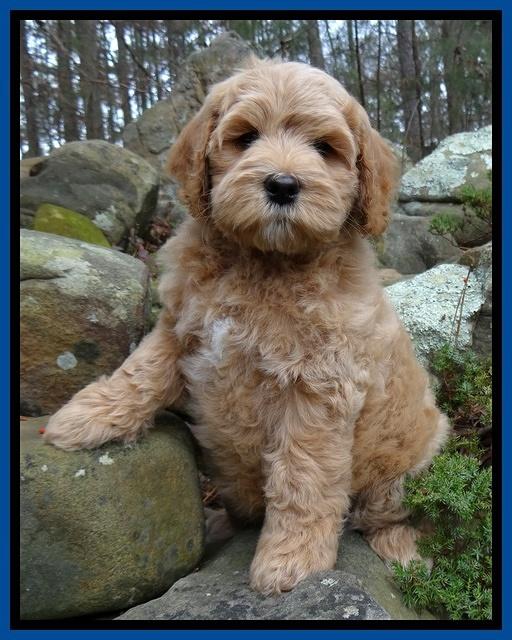 Macy Max pups 8 wks old 15100