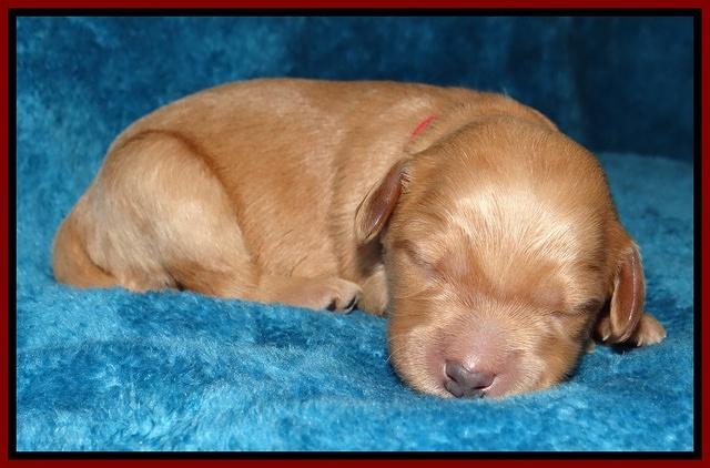 Macy Max pups 1 wk old 111