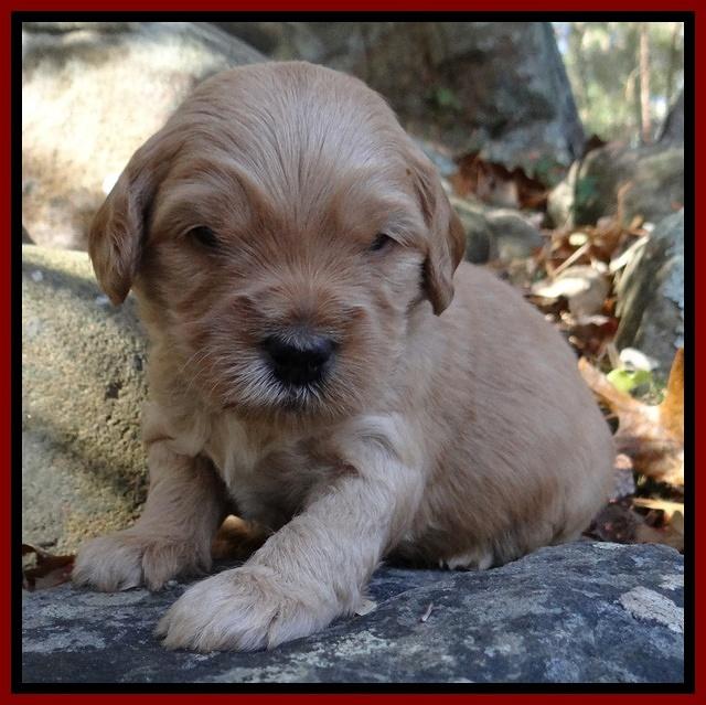 Macy Max pups 3 wks old 91