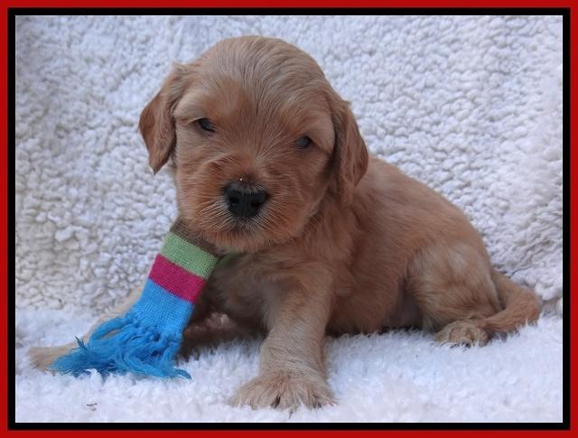 Macy Max pups 4 wks old 111