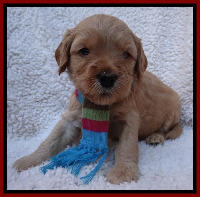 Macy Max pups 4 wks old 91