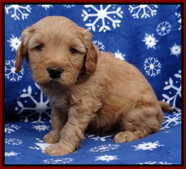 Macy Max pups 5wks old 81