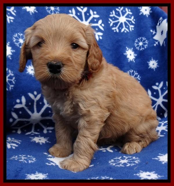 Macy Max pups 5wks old 91