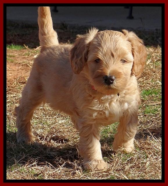 Macy Max pups 6 wks old 131