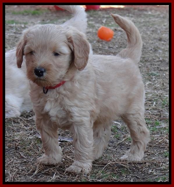 Macy Max pups 6 wks old 151