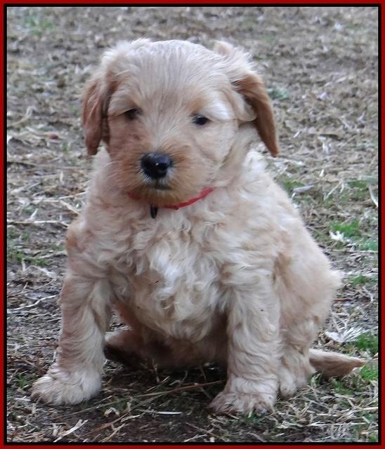 Macy Max pups 6 wks old 161